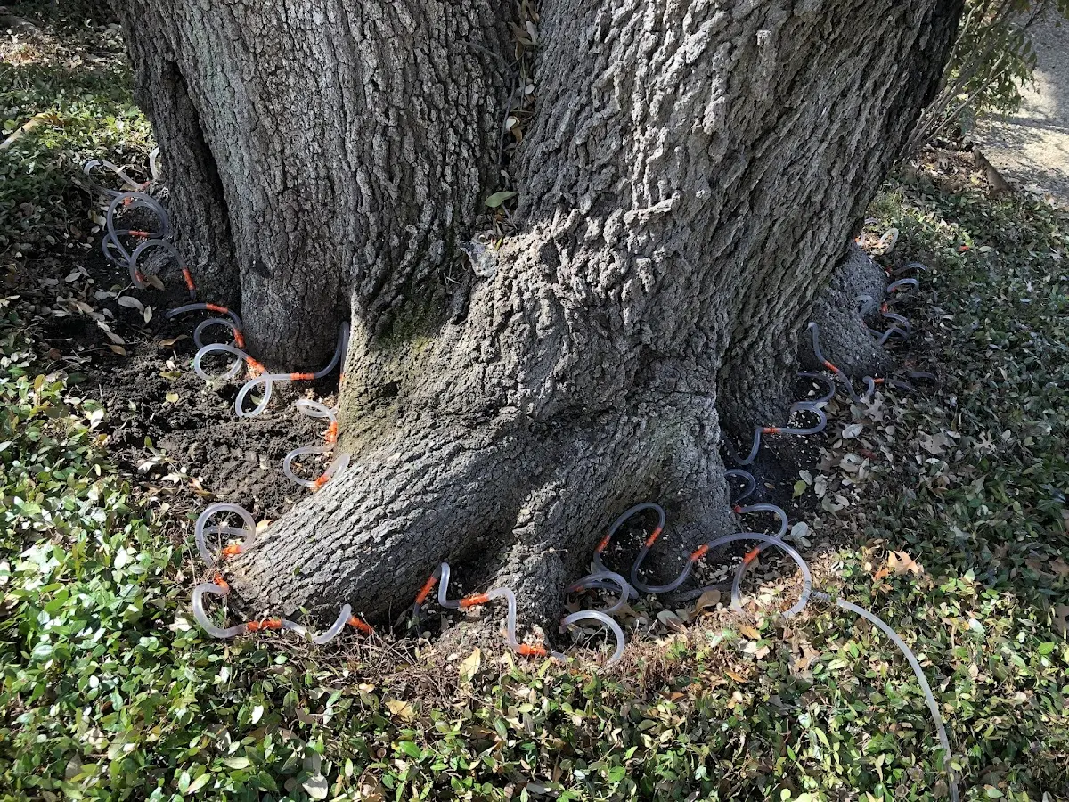 Detailed Tree Cabling and Bracing job site in Highland Home