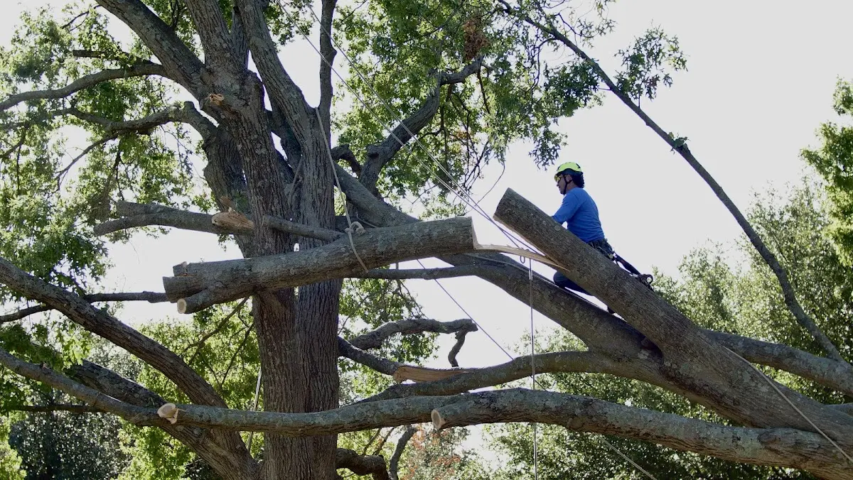 Professional Hazardous Tree Removal performed by certified arborists in Highland Home