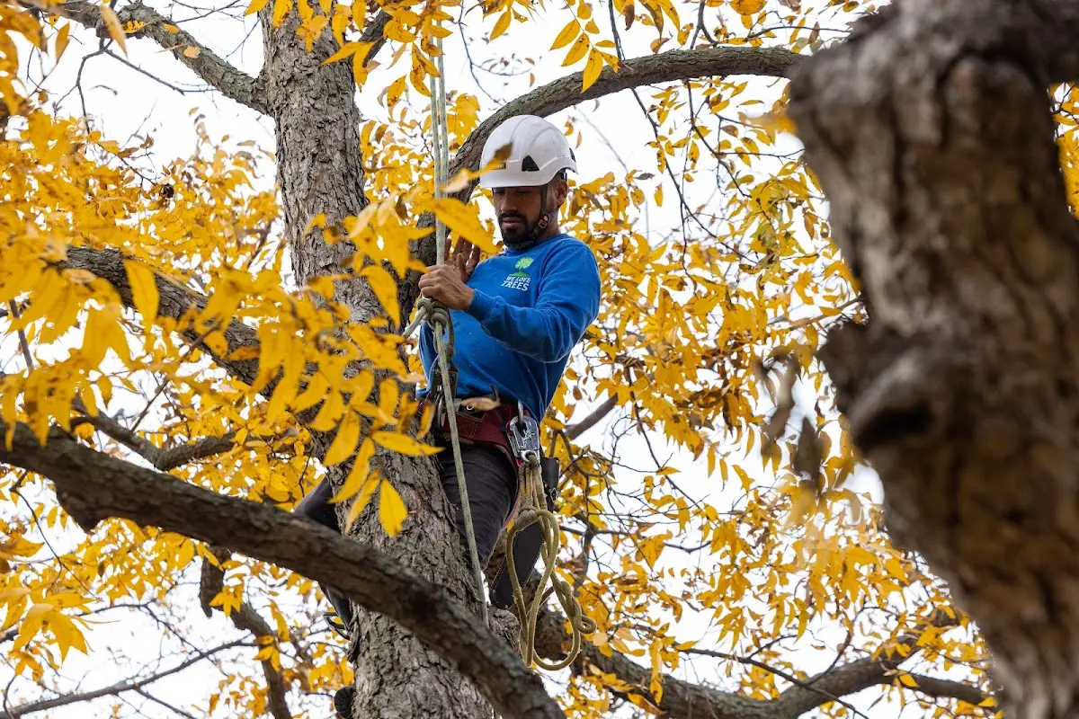 Skilled Tree Pruning crew working in Highland Home